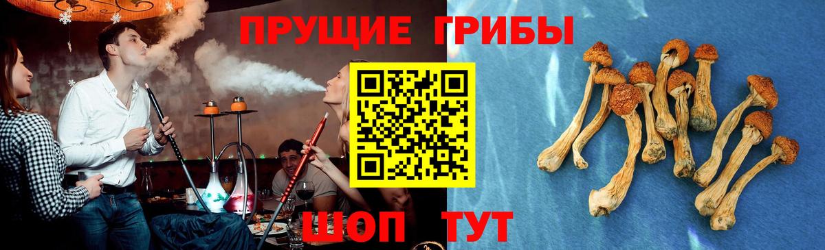 Псилоцибиновые грибы Psilocybine cubensis Канаш